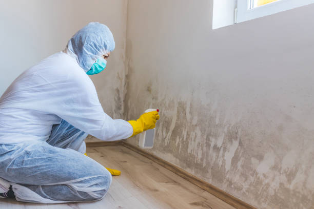 Licensed Mold Cleanup service in Arlington, TX - WQB Mold Removal