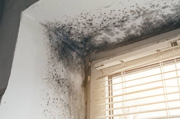 Affordable Mold Cleanup solutions in Arlington, TX